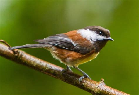 Chestnut-Backed Chickadee: Identification, Common Locations, Diet, and More! - A-Z Animals