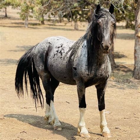 Blue Zeus - Then & Now — Skydog Ranch & Sanctuary