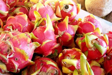 Dragon Fruit or Pitaya Season in Mexico 2018 – Rove.me