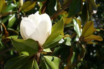 How To Prune A Magnolia Tree - Tree Service York PA