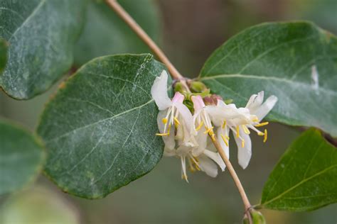 Plant of the Week - Winter Flowering Honeysuckle - Cultivation Street