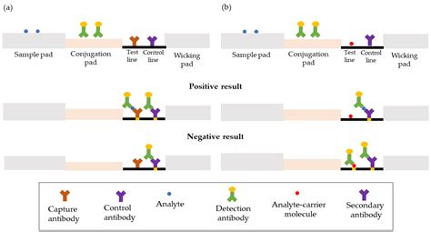 Micromachines | Free Full-Text | Lateral Flow Assay for Hepatitis B Detection: A Review of ...