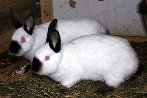 20+ Pet Rabbit Breeds With Photos - Popular Domestic Bunny Breeds