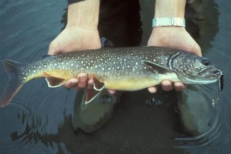 Splake Trout - Lake and Brook Trout Hybrid | Troutster.com - Fly Fishing and Trout Information ...