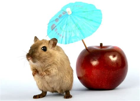 What to Feed Gerbils? – Discover The Best Food for Gerbils!