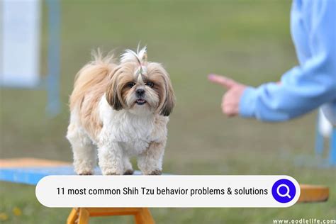 11 Most Common Shih Tzu Behavior Problems And Solutions - Oodle Life