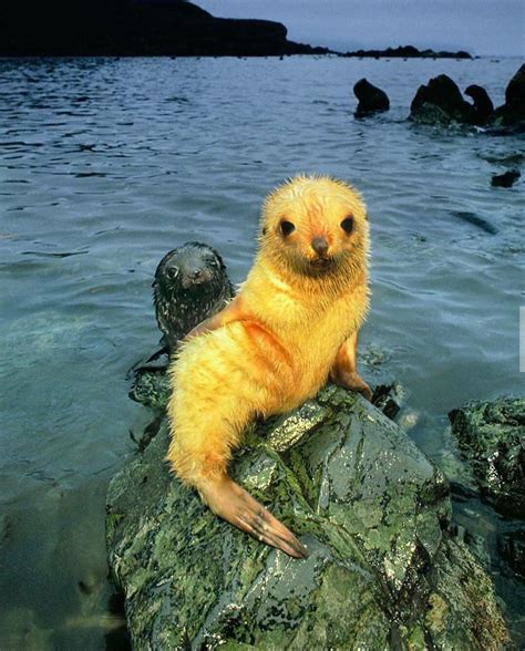 🔥 A albino seal pup🔥🔥 : r/NatureIsFuckingLit