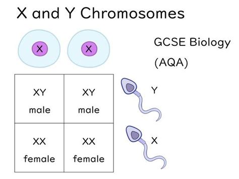 X and Y Chromosomes Slides and Worksheet (GCSE Biology AQA) | Teaching ...