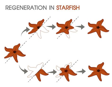 Regeneration In Starfish Diagram