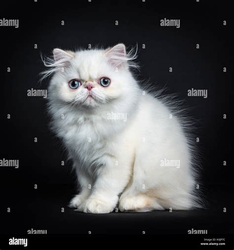 Persian cat / kitten sitting sideways isolated on black background ...