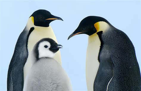 Emperor Penguin Aptenodytes Forsteri Photograph by Jan Vermeer