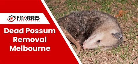 Dead Possum Removal Melbourne: Emergency Possum Removal