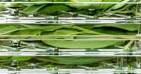 Methods Of Drying Herbs Naturally