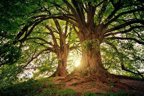 Britain's Most Common Trees - Treesaw