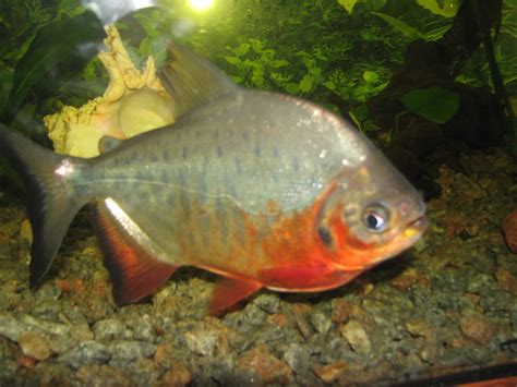 File:Red Pacu.JPG - Wikipedia