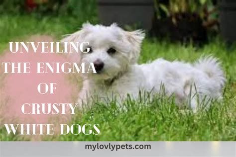 Crusty White Dogs: Breeds, Memes, and Care