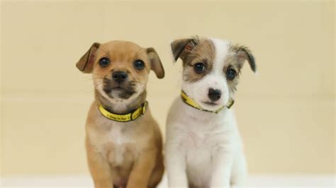 New campaign from Dogs Trust charity urges public not to be ‘Sold A Pup’ | Offaly Independent