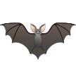 🦇 Bat Emoji – Meaning, Pictures, Codes – 📕 EmojiGuide