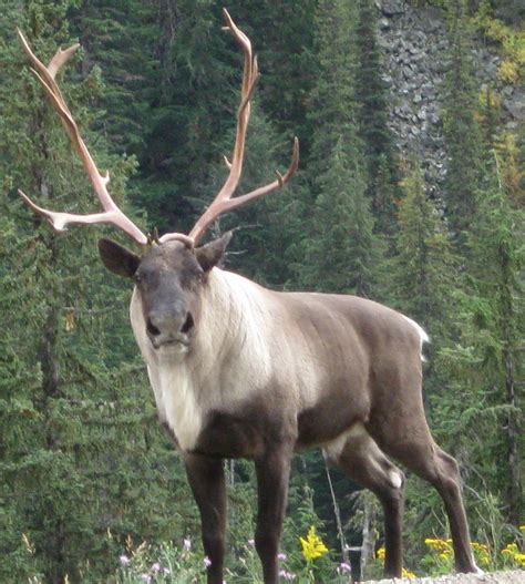 Caribou Animals Facts & Photographs | The Wildlife