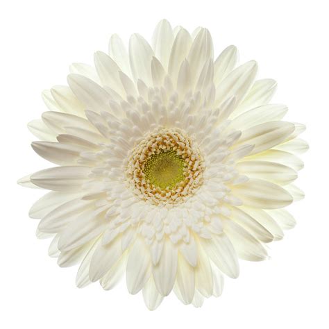 White Gerbera Daisy Isolated On White by Jill Fromer