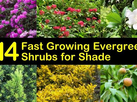 Best Small Shrubs For Shade Uk