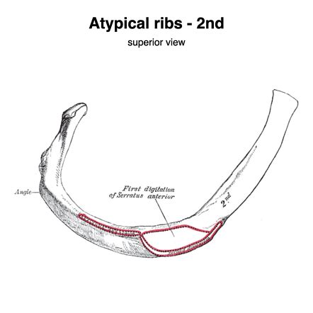 Atypical ribs | Radiology Reference Article | Radiopaedia.org