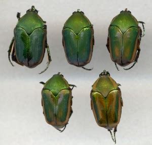 Green June Beetle | Oklahoma State University