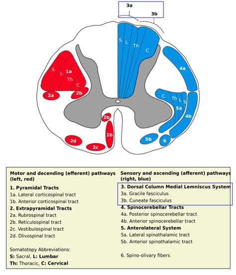 후주-내측섬유대로(뒤섬유기둥-안쪽섬유띠로, dorsal colum-medial lemniscus/posterior column ...