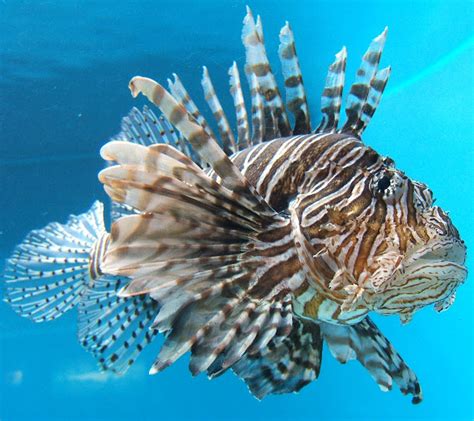 Lionfish | The Biggest Animals Kingdom