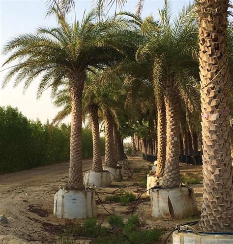 Silver Wild Date Palm Phoenix Dubai UAE best online Plants