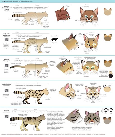 anatoref: “ Guide to Felinae ” All About Animals, Animals And Pets, Animal Sketches, Animal ...