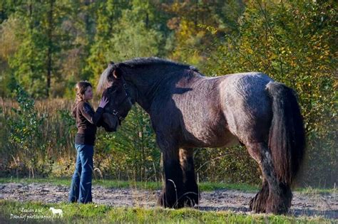 Brabant!! | Horse Inspiration | Pinterest