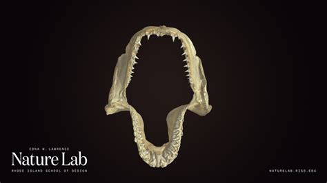 Shark Teeth - Download Free 3D model by RISD Nature Lab (@RISDNaturelab) [8ce6b7c] - Sketchfab