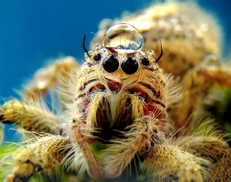 Free Images : nature, flower, wild, insect, fauna, invertebrate, close up, animals, arachnid ...