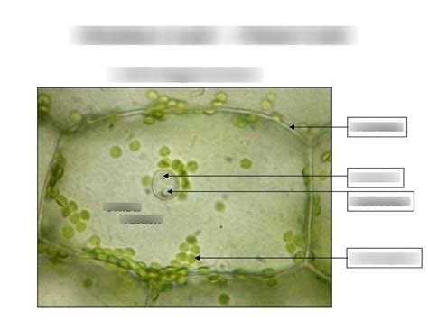 Elodea Structure Diagram | Quizlet