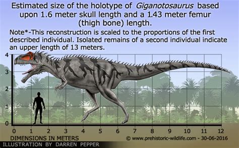 Giganotosaurus size by Frylock921 on DeviantArt