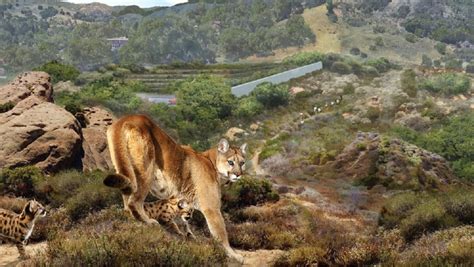 World’s Biggest Wildlife Crossing Will Protect Animals From Drivers on ...