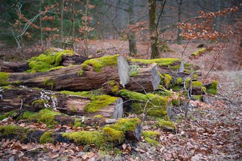 Gribskov | One of the biggest forstes of Denmark | WannaBeEverywhere