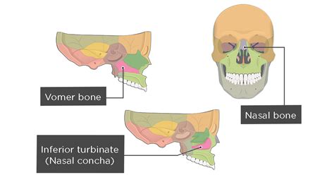 Vomer Bone Location