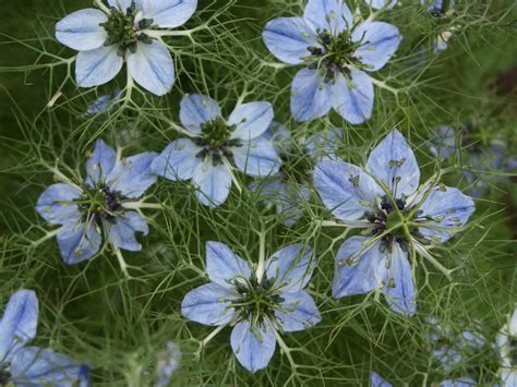 Nigella sativa (Black Cumin) - World of Flowering Plants