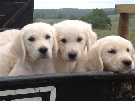 English Golden Retriever Puppies Missouri : Lavender: English Golden Retriever puppy for sale ...