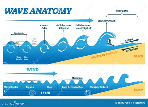 Wave Anatomy Vector Illustration. Water Movement Physics Explanation Scheme Stock Vector ...