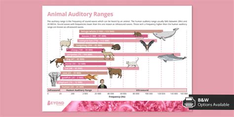 Animal Auditory Ranges Poster | Science | Beyond Secondary