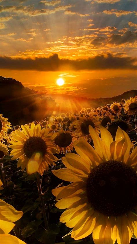 Beautiful Sunset, Beautiful World, Beautiful Flowers, Beautiful Morning, Lovely, Sunflower ...