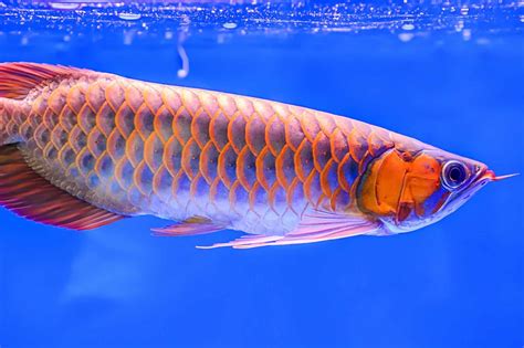 Red Arowana Care Guide: A Fishkeeper's Crown Jewel? | Fishkeeping World