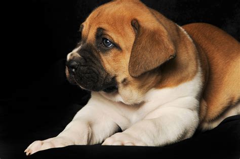 Zeus the Piebald Boerboel Puppy at 5 Weeks