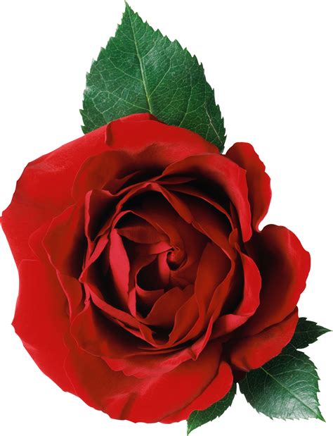 Rose png image, free picture download | Red rose png, Rosé png, Red roses