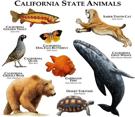 California State Animals Poster Print