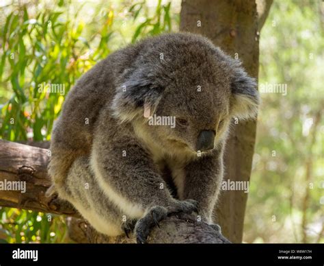 Sad looking koala Stock Photo - Alamy