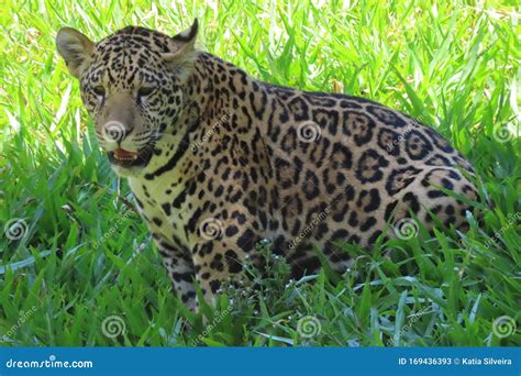 Jaguar in Its Natural Habitat Stock Image - Image of nature, habitat ...